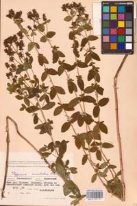 Hypericum maculatum Crantz, Eastern Europe, Central region (E4) (Russia)
