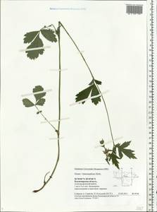 Geum × intermedium Ehrh., Eastern Europe, Central region (E4) (Russia)