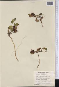 Calystegia soldanella (L.) R. Br., America (AMER) (Canada)