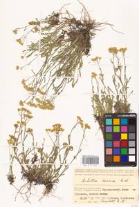 Achillea leptophylla M. Bieb., Eastern Europe, Lower Volga region (E9) (Russia)