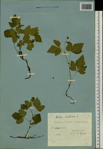 Rubus arcticus L., Siberia, Yakutia (S5) (Russia)