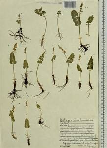 Botrychium lunaria (L.) Sw., Eastern Europe, Northern region (E1) (Russia)