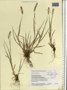 Phleum pratense L., Eastern Europe, Central region (E4) (Russia)