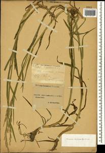 Glyceria fluitans (L.) R.Br., Caucasus, Stavropol Krai, Karachay-Cherkessia & Kabardino-Balkaria (K1b) (Russia)