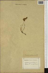 Carex arenaria L., Western Europe (EUR) (Switzerland)