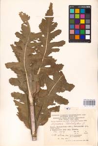 Dipsacus laciniatus L., Eastern Europe, West Ukrainian region (E13) (Ukraine)