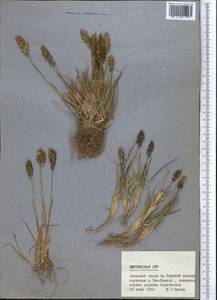 Deschampsia, Middle Asia, Northern & Central Tian Shan (M4) (Kyrgyzstan)