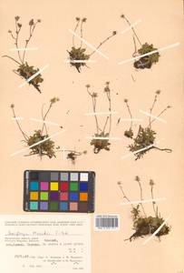 Micranthes merkii subsp. merkii, Siberia, Chukotka & Kamchatka (S7) (Russia)