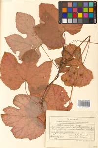Vitis amurensis Rupr., Siberia, Russian Far East (S6) (Russia)