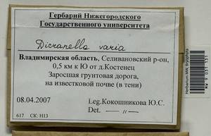 Dicranella varia (Hedw.) Schimp., Bryophytes, Bryophytes - Middle Russia (B6) (Russia)