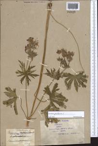 Geranium pratense L., Middle Asia, Syr-Darian deserts & Kyzylkum (M7) (Kazakhstan)