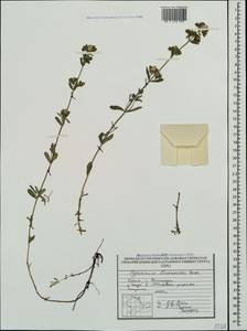 Hypericum linarioides, Crimea (KRYM) (Russia)