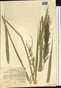 Phragmites australis (Cav.) Trin. ex Steud., Siberia, Russian Far East (S6) (Russia)