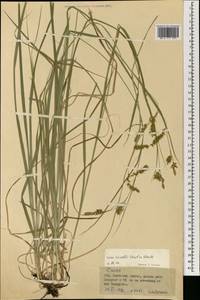 Carex arnellii Christ ex Scheutz, Mongolia (MONG) (Mongolia)