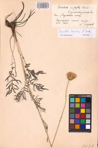 Klasea radiata subsp. tanaitica (P. A. Smirn.) L. Martins, Eastern Europe, North Ukrainian region (E11) (Ukraine)