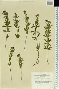 Trifolium lupinaster L., Siberia, Altai & Sayany Mountains (S2) (Russia)