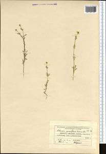Adonis vernalis L., Middle Asia, Pamir & Pamiro-Alai (M2) (Kyrgyzstan)