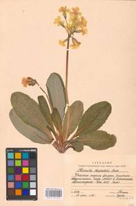 Primula ruprechtii Kusnezowa ex Lipsky, Caucasus, Stavropol Krai, Karachay-Cherkessia & Kabardino-Balkaria (K1b) (Russia)