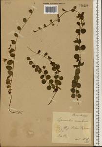 Lysimachia nummularia L., Eastern Europe, Central forest-and-steppe region (E6) (Russia)