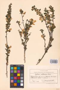 Chamaecytisus ruthenicus (Fisch. ex Woł.) Klásk., Eastern Europe, Central region (E4) (Russia)