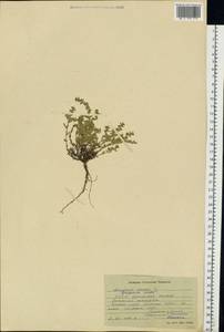 Herniaria glabra L., Eastern Europe, South Ukrainian region (E12) (Ukraine)