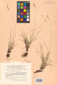 Carex vanheurckii Müll.Arg., Siberia, Chukotka & Kamchatka (S7) (Russia)