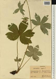 Astrantia major L., Eastern Europe, West Ukrainian region (E13) (Ukraine)