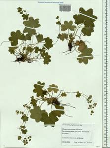 Alchemilla glyphodonta Juz., Eastern Europe, Volga-Kama region (E7) (Russia)