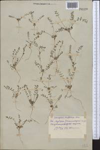 Astragalus oxyglottis Stev. ex M. Bieb., Middle Asia, Syr-Darian deserts & Kyzylkum (M7) (Uzbekistan)