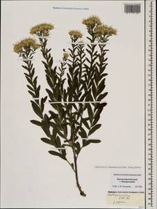 Galatella sedifolia subsp. dracunculoides (Lam.) Greuter, Caucasus, Black Sea Shore (from Novorossiysk to Adler) (K3) (Russia)