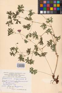 Geranium sanguineum L., Eastern Europe, Lower Volga region (E9) (Russia)