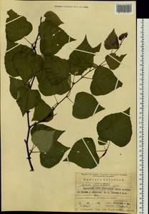 Betula pendula subsp. mandshurica (Regel) Ashburner & McAll., Siberia, Baikal & Transbaikal region (S4) (Russia)