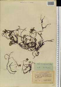 Salix turczaninowii Laksch., Siberia, Baikal & Transbaikal region (S4) (Russia)