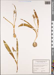 Puschkinia scilloides Adams, South Asia, South Asia (Asia outside ex-Soviet states and Mongolia) (ASIA) (Turkey)