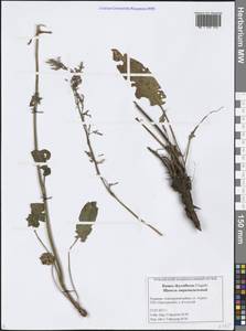 Rumex thyrsiflorus Fingerh., Eastern Europe, Middle Volga region (E8) (Russia)