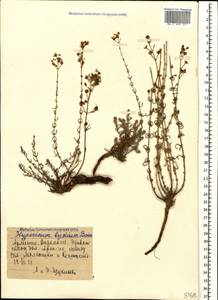 Hypericum lydium Boiss., Caucasus, Armenia (K5) (Armenia)