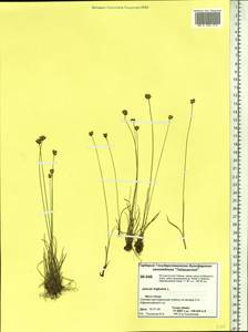 Juncus triglumis L., Siberia, Central Siberia (S3) (Russia)