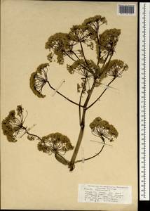 Ferula communis, South Asia, South Asia (Asia outside ex-Soviet states and Mongolia) (ASIA) (Turkey)