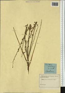 Asphodelus fistulosus L., Western Europe (EUR) (Not classified)