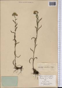 Achillea asiatica Serg., Siberia, Altai & Sayany Mountains (S2) (Russia)