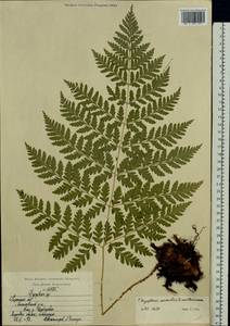 Dryopteris expansa (C. Presl) Fraser-Jenk. & Jermy, Eastern Europe, Central region (E4) (Russia)