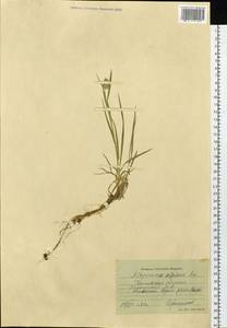 Alopecurus magellanicus Lam., Siberia, Western Siberia (S1) (Russia)