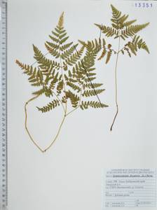 Gymnocarpium dryopteris (L.) Newman, Siberia, Russian Far East (S6) (Russia)