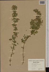 Ononis spinosa subsp. procurrens (Wallr.)Briq., Western Europe (EUR) (Denmark)