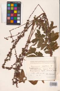 Agrimonia eupatoria L., Eastern Europe, Central region (E4) (Russia)