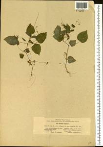 Circaea alpina L., Eastern Europe, Moscow region (E4a) (Russia)