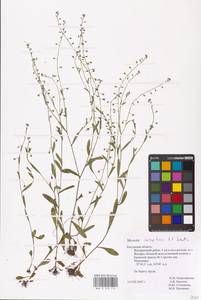 MHA 0 153 112, Myosotis laxa subsp. laxa, Eastern Europe, Central region (E4) (Russia)