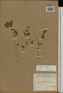 Geranium pusillum L., Eastern Europe, North Ukrainian region (E11) (Ukraine)