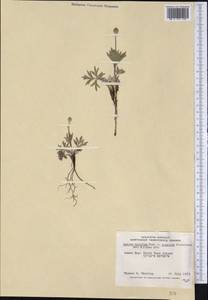 Anemone multifida Poir., America (AMER) (Canada)