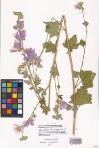 Malva thuringiaca subsp. thuringiaca, Eastern Europe, Moscow region (E4a) (Russia)